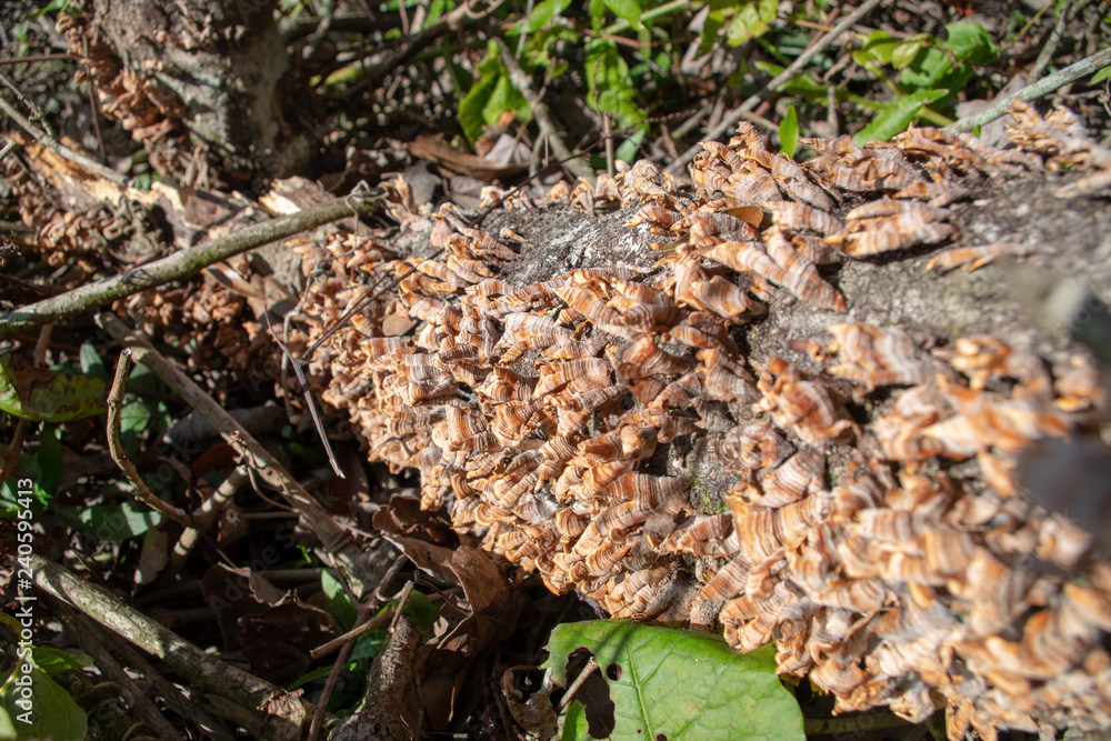 Fungus/Lichen growths Fungus/Lichen growths