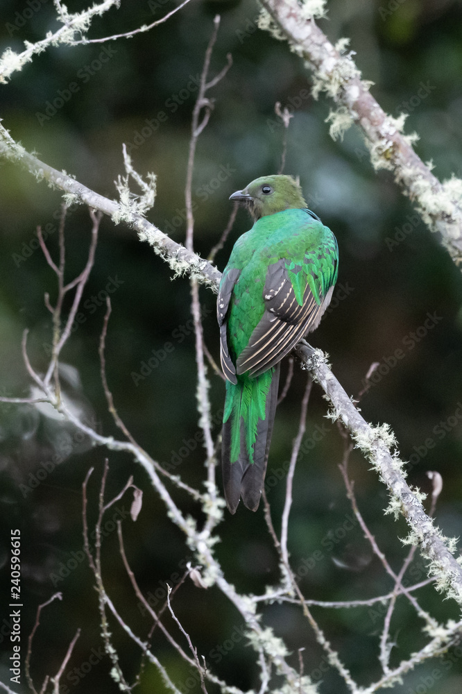 Obraz premium Resplendent Quetzal, Pharomachrus mocinno, from Savegre in Costa Rica with blurred green forest in background. Magnificent sacred green and red bird
