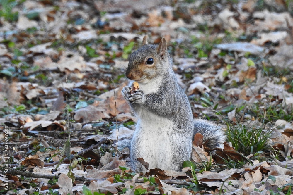 SCOIATTOLO NEL PARCO DI MONZA, ITALIA SCOIATTOLO NEL PARCO DI MONZA, ITALIA