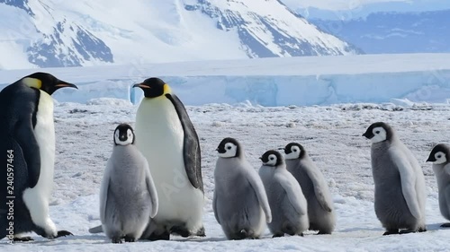 Emperor Penguin with chicks in Antarctica