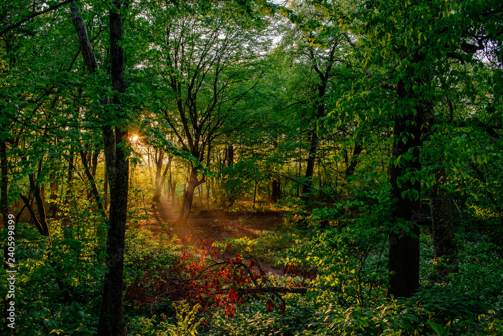evning in the forest evning in the forest