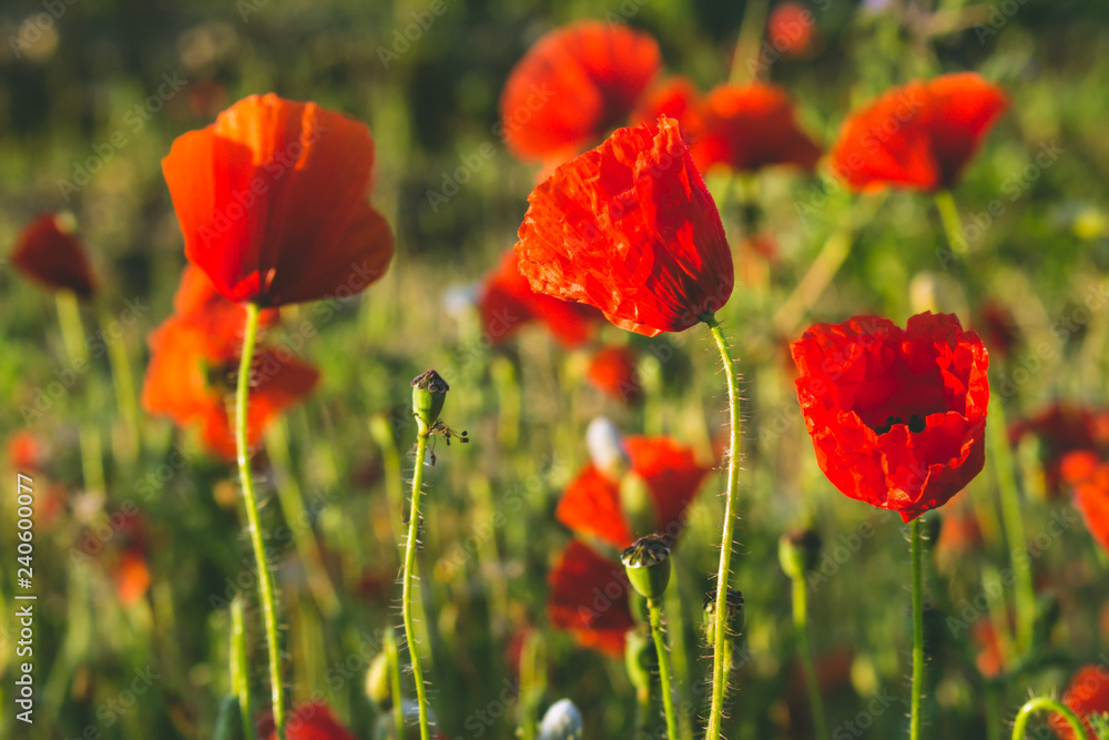 Field with many red flowers during the sunrise. Field with many red flowers during the sunrise.