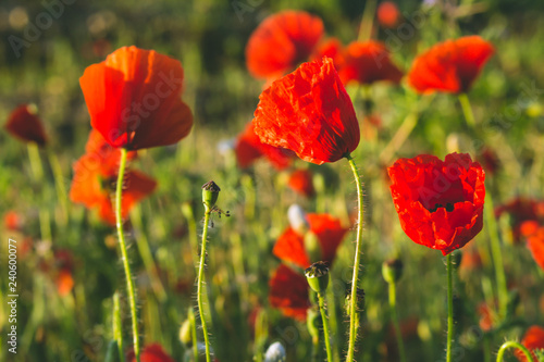 Field with many red flowers during the sunrise.