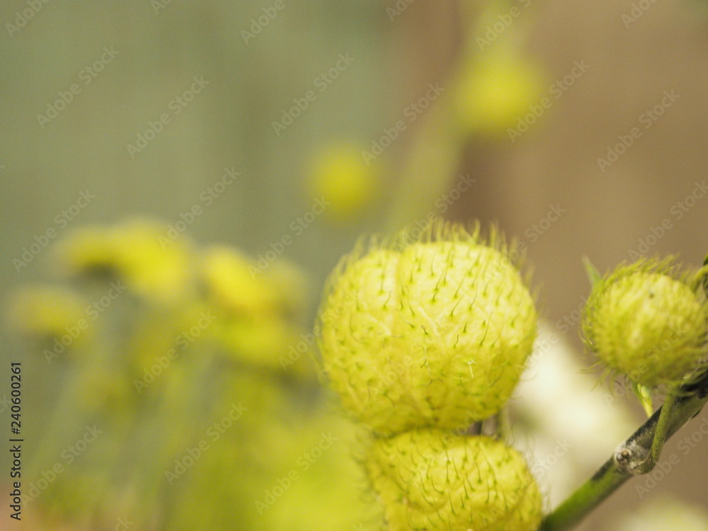 balloonplant balloon cottonbush swan plant balloonplant balloon cottonbush swan plant