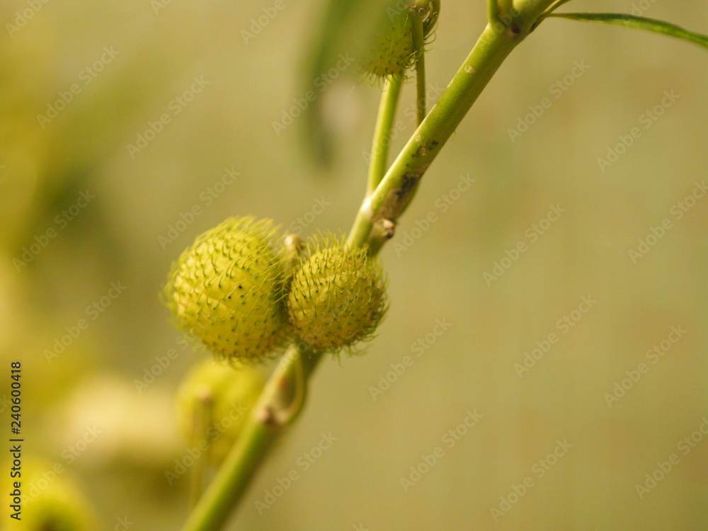 balloonplant balloon cottonbush swan plant balloonplant balloon cottonbush swan plant