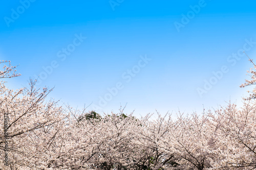 満開の桜 © inoumasa