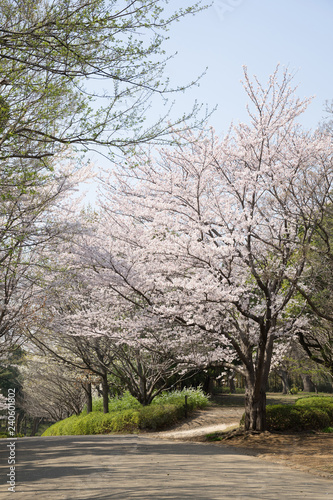 満開の桜