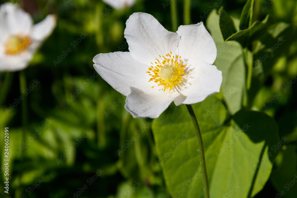 White wood anemones flowers (Anemone nemorosa) White wood anemones flowers (Anemone nemorosa)