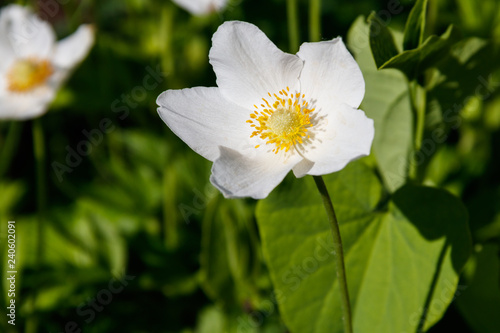 White wood anemones flowers  Anemone nemorosa 