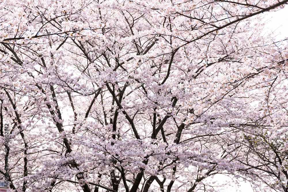 満開の桜