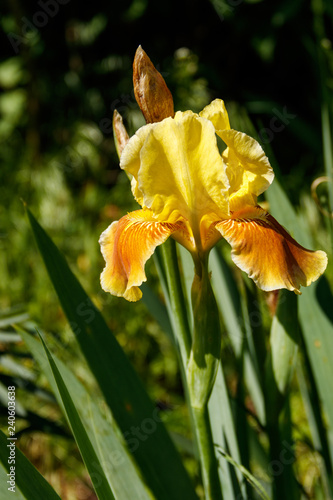 Fototapeta Naklejka Na Ścianę i Meble -  Beautiful iris flower on flowerbed in garden