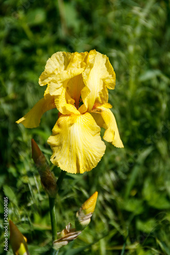 Fototapeta Naklejka Na Ścianę i Meble -  Beautiful iris flower on flowerbed in garden
