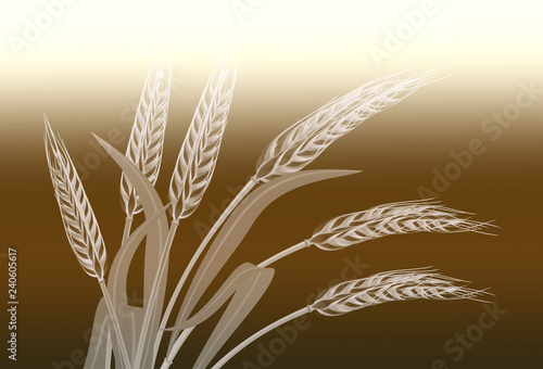 ears of wheat on white background