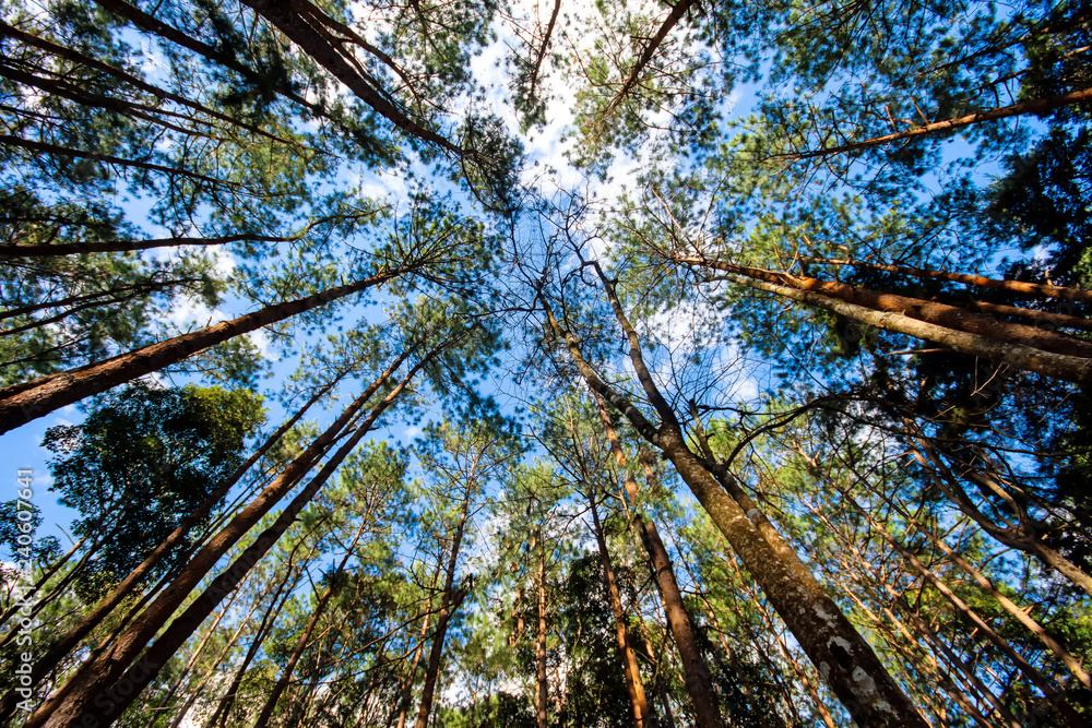 Fototapeta premium Bright forest trees summer sunlight in the morning time.