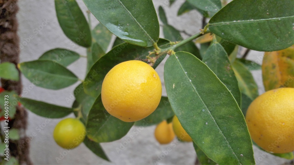 lemon tree vitamin plant 