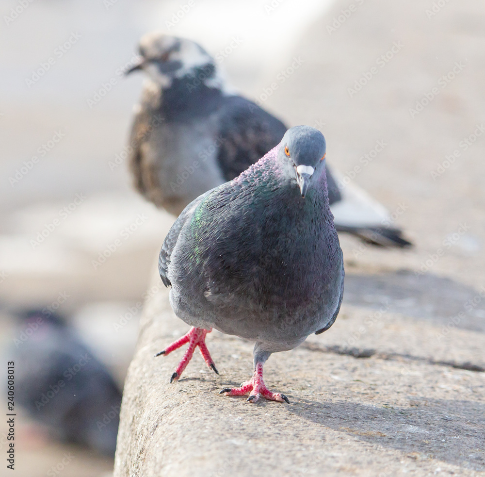 Fototapeta premium Dove on the road in the city in winter