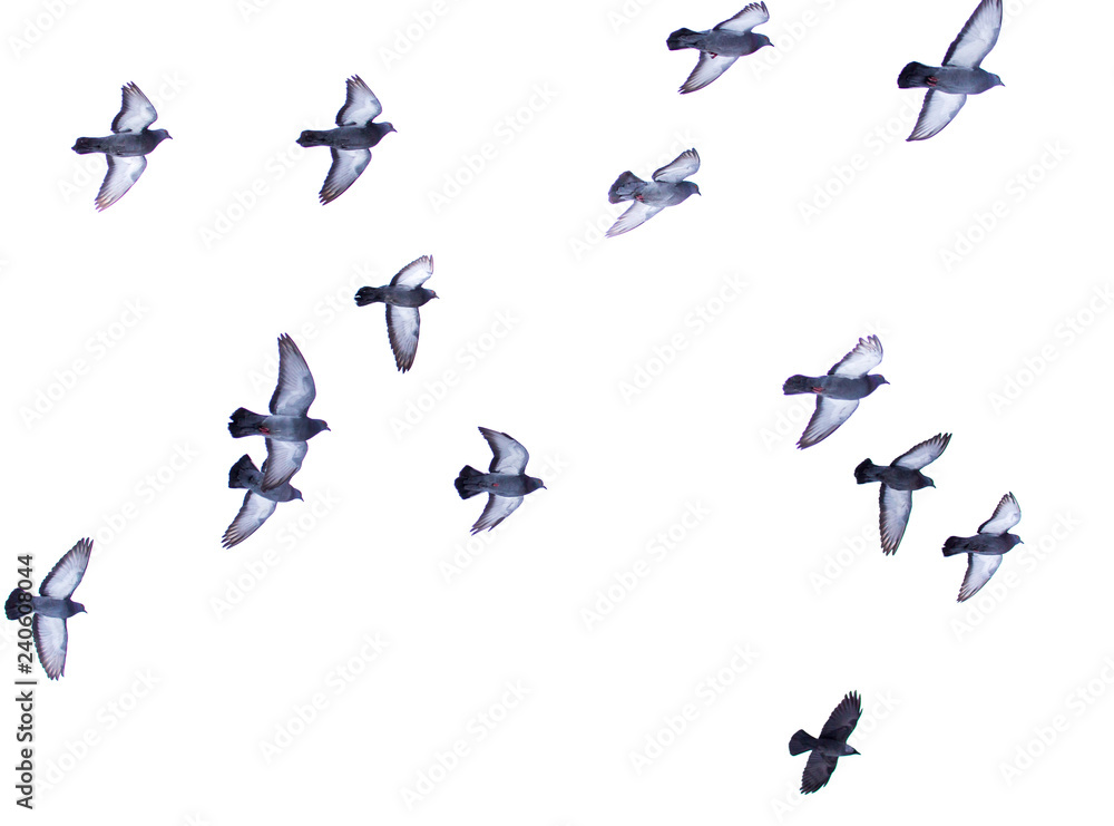 Dove in flight isolated on white background Dove in flight isolated on white background