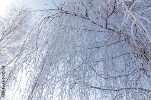 Frozen branches on a tree against a blue sky © schankz