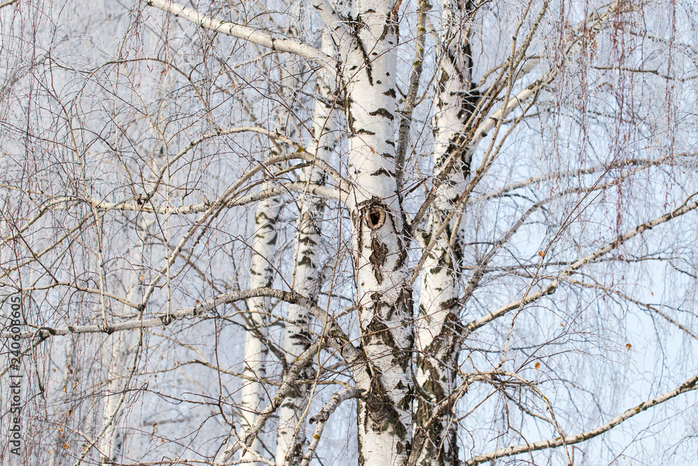 Obraz premium Frozen branches on a tree against a blue sky