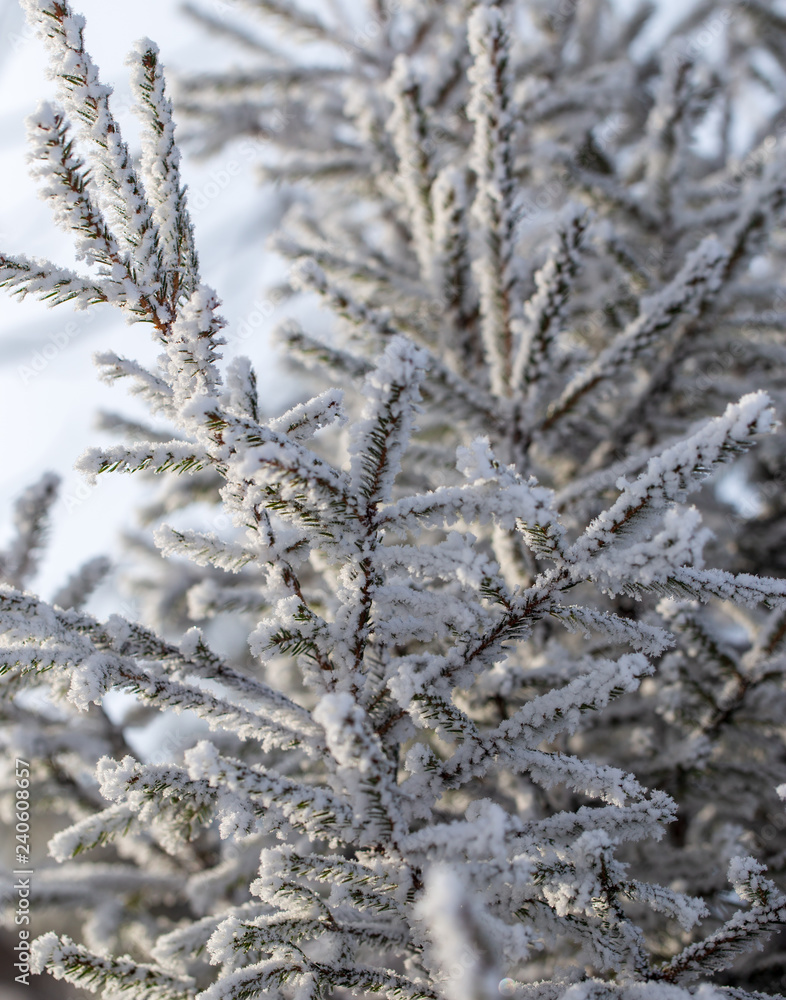 Frozen branches on a pine in the forest in winter