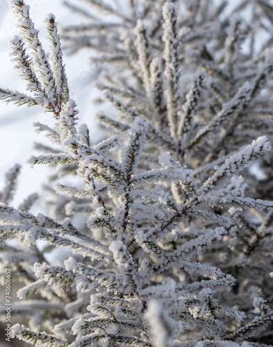 Frozen branches on a pine in the forest in winter © schankz