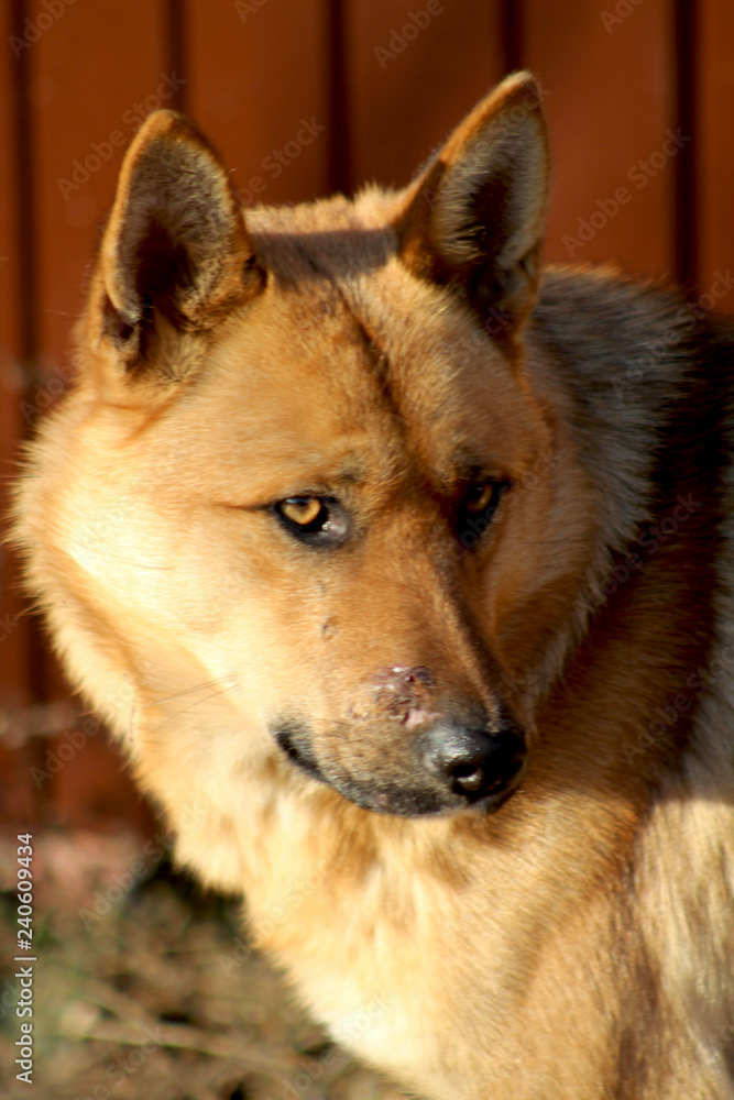 Fototapeta premium dog