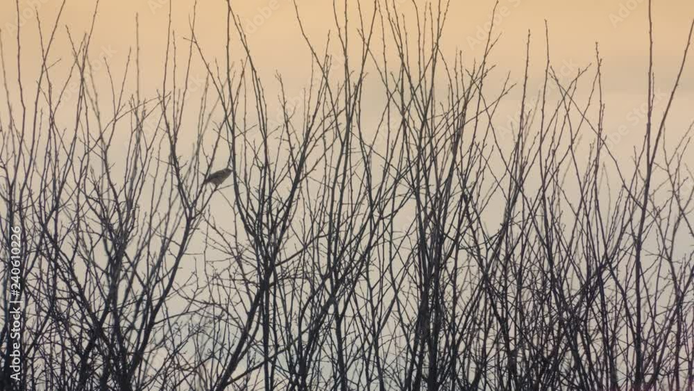 Silhouette of a sparrow on a tree - daylight Silhouette of a sparrow on a tree - daylight