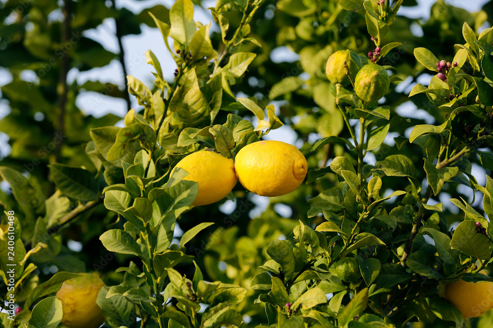 Close up of Lemons hanging from a tree in a lemon grove Close up of Lemons hanging from a tree in a lemon grove