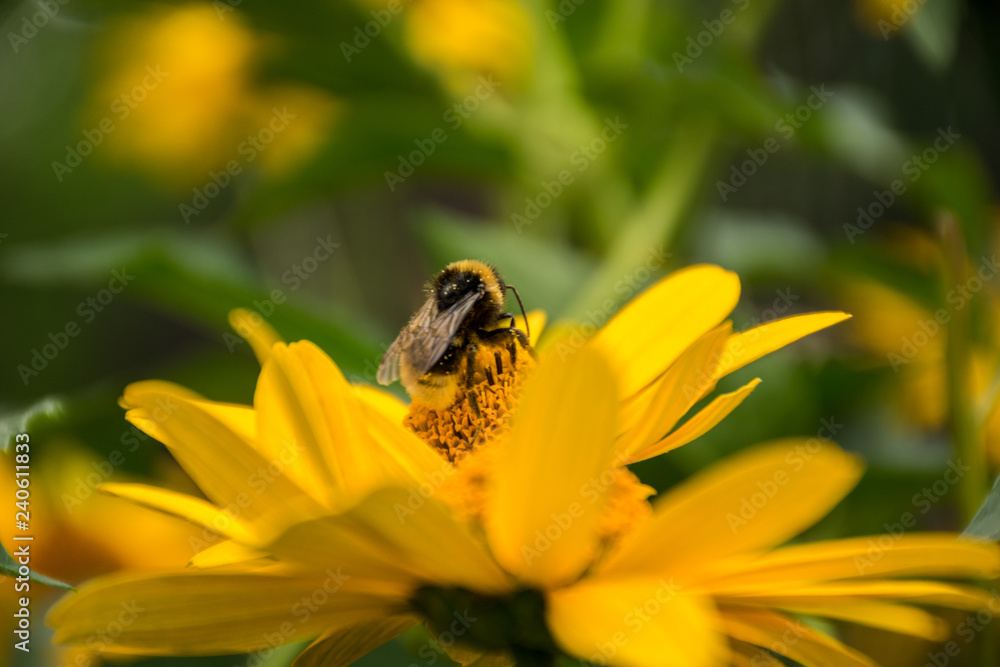 The bumblebee is photographed close up on a flower The bumblebee is photographed close up on a flower