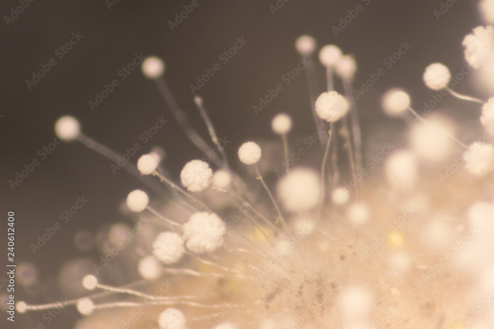 Obraz premium Backgrounds of Colony Characteristics of Rhizopus (bread mold) is a genus of common saprophytic fungi,Rhizopus (bread mold) under the microscope.