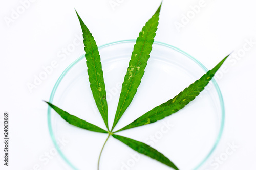 Background of Cannabis (Drugs), Analysis of Cannabis in laboratory.