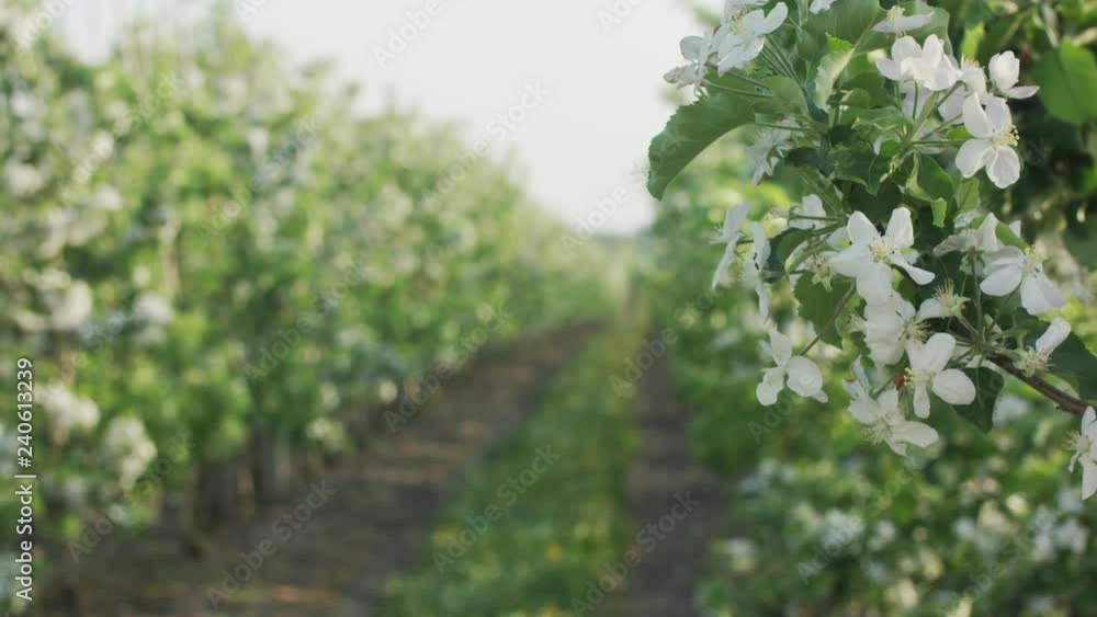 Flowering Fruit Tree Branch. Flowering Fruit Tree Branch.