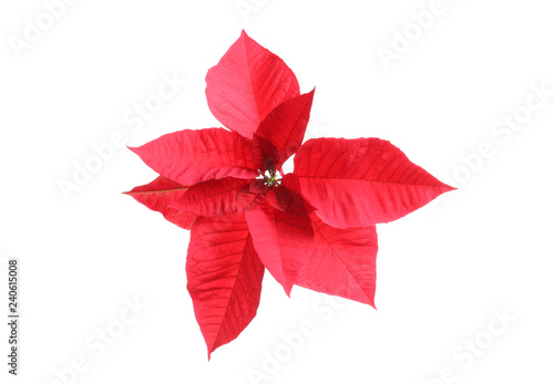 Beautiful poinsettia on white background. Traditional Christmas flower