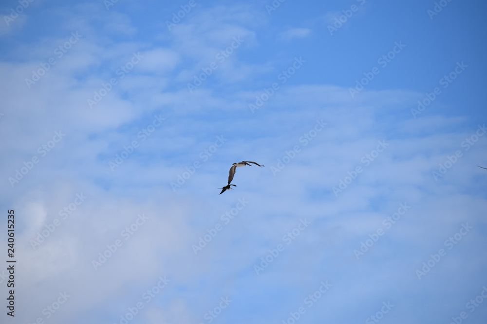 Obraz premium CARIBE