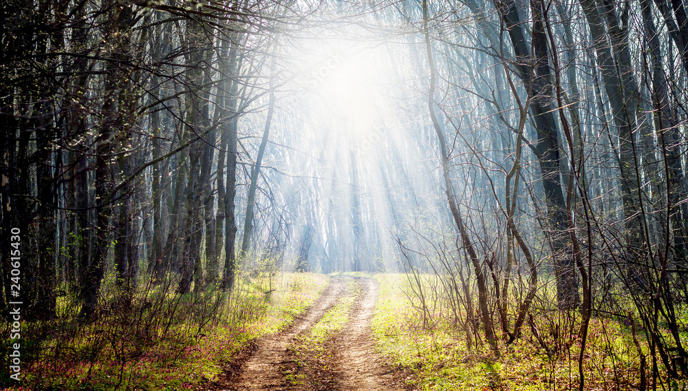 Obraz premium Trees and flowers in the spring forest. The rays of the sun penetrate through the branches of the trees in the forest_