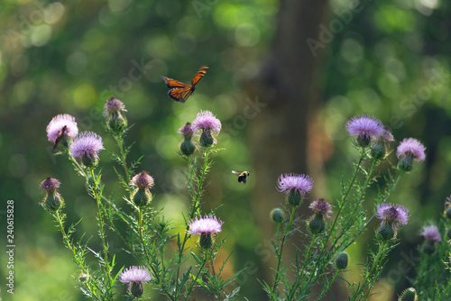 Canvas Print monarch butterfly on purple thistle flowers