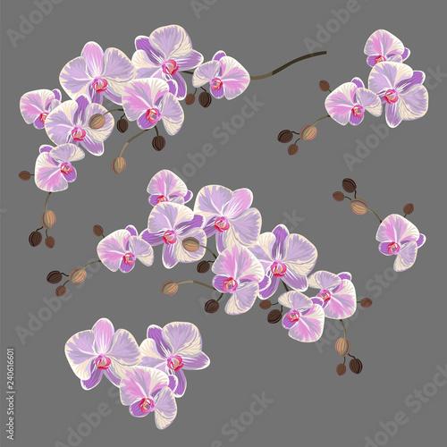orchids. set of vector illustration with orchids in different variants
