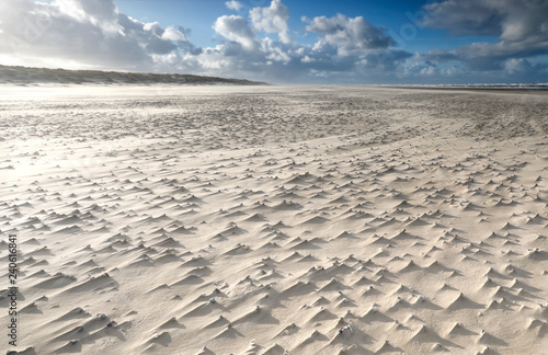 mollusk shells on windy sand beach