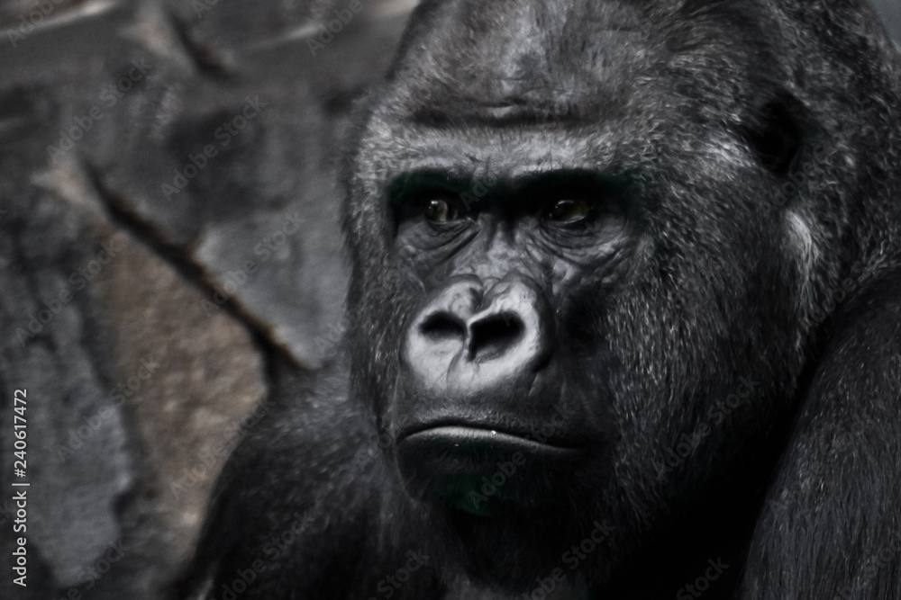 Powerful black male gorilla Emotion is bewilderment. Powerful black male gorilla Emotion is bewilderment.
