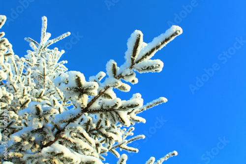 Beautiful Christmas tree branches covered with snow. Isolated branches against the blue sky. Texture. © far700