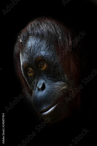 Clever orangutan, face close-up.