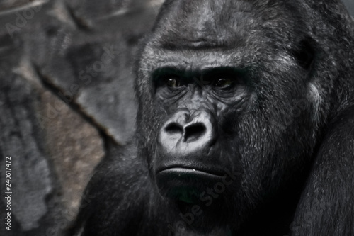 Powerful black male gorilla Emotion is bewilderment. © Mikhail Semenov