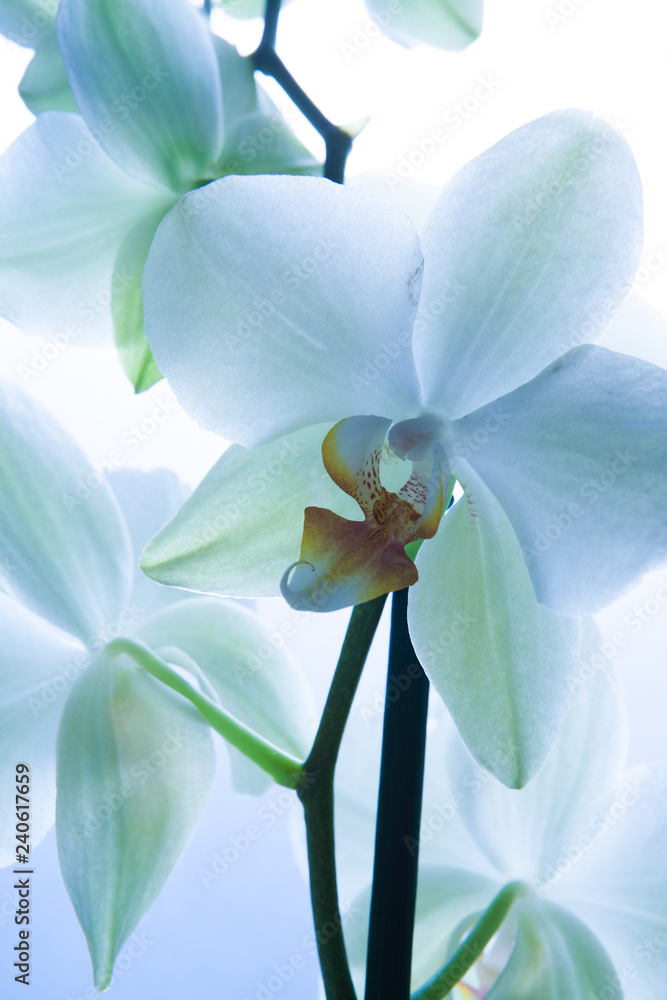 Naklejka premium White orchid flowers