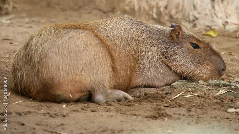 Capybara lay down in Chiangmai Thailand Capybara lay down in Chiangmai Thailand