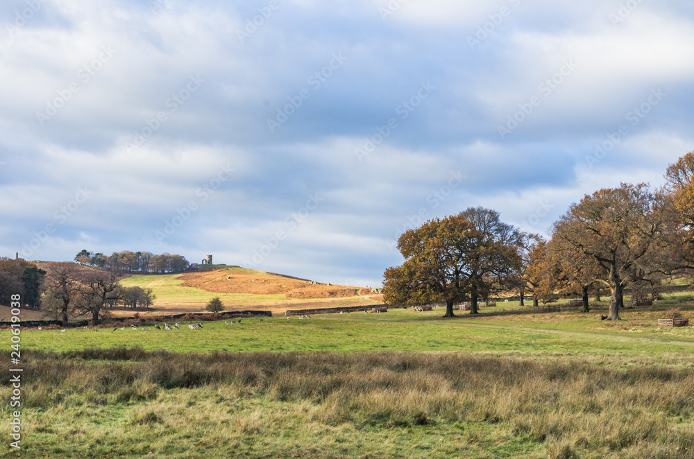 autumn rural landscape with trees