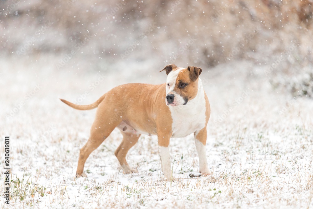 american staffordshire terrier dog on snow