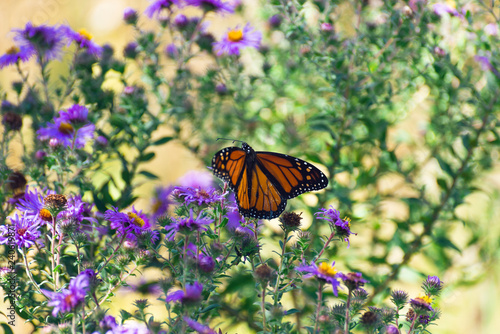 monarch butterfly on purple flowers in the fall