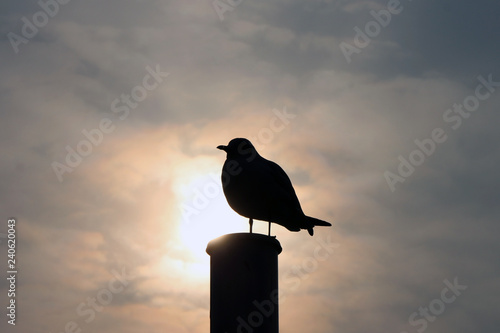 Silhouette Of A Seagull Against The Sky at Sunrise