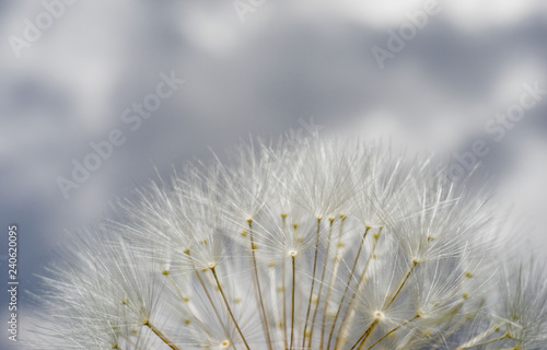 close up dandelion with bokeh background