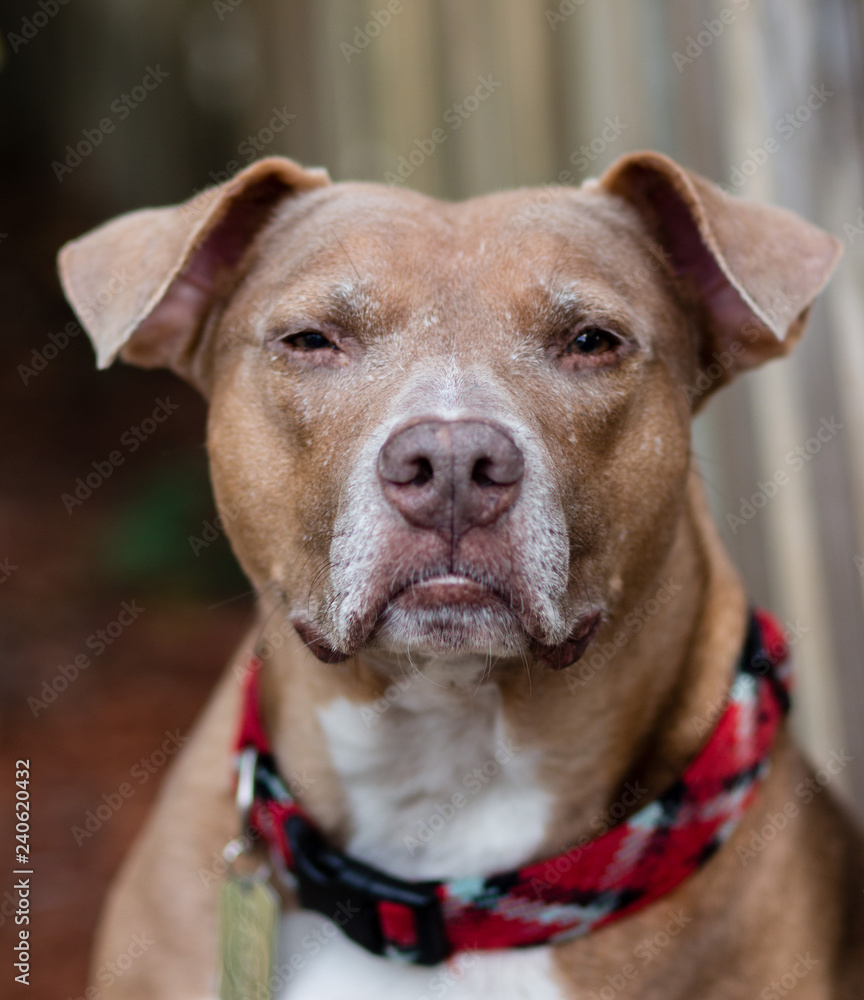 American Staffordshire Terrier / Pit bull Portrait American Staffordshire Terrier / Pit bull Portrait